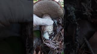 Koźlarz🍁Huge Scaber Stalk grzybobranie🍄fungi 버섯 pilze キノコ hongos jamur champignons shorts [upl. by Baryram]