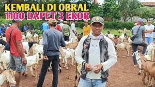 Harga Kambing Hari ini Kembali Di Obral Murah [upl. by Aissert]