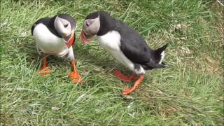 Atlantic Puffin Colony in Iceland [upl. by Serdna]