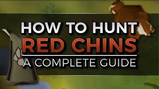 Complete Red Chinchompa Hunting Guide  Locations Trap setup and 3t Hunter  Oldschool Runescape [upl. by Halyahs]