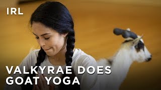 Valkyrae Does Goat Yoga ft Peeing Goats  IRL  HTC Esports [upl. by Bonacci]