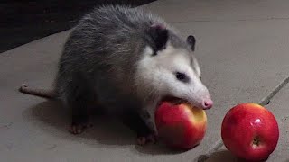 Possum Apple CRUNCH [upl. by Cutlip]