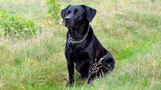 Black Labrador Barking Voice  My Cute Lovely Labra Dog  Forever Wild [upl. by Emarie]