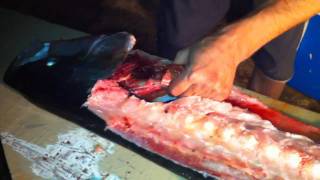 How to cut Hamachi Kama Yellowtail Collars [upl. by Niemad]