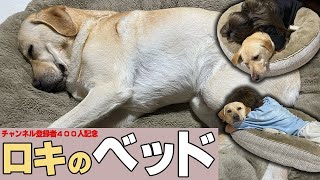 【🎉登録者400人突破記念🎉】お祝いのコストコ巨大ベッドにうっとりの大型犬がかわいい✨【ロキの家】【ラブラドールレトリバー】 [upl. by Vasiliki563]