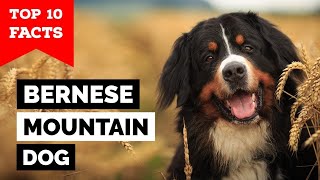 Bernese Mountain Dog  Top 10 Facts [upl. by Nicholle391]