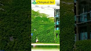 Ficus Pumila Plant to Decorate Wall chhipkali bel  Part 1 [upl. by Air424]