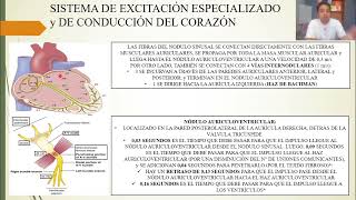 FISIOLOGÍA EXCITACIÓN RÍTMICA DEL CORAZÓN [upl. by Coughlin457]