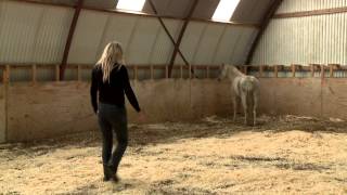 Training small problem pony When Horses Choose by Mia Lykke Nielsen [upl. by Waldon]