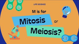 The Mitosis amp Meiosis cellcycle ytshorts neet biologyeducation [upl. by Nnylarat]