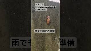 雨の中、羽化の準備をするクマゼミの幼虫。Black cicadacryptotympana facialisJapanese insect [upl. by Vashti198]