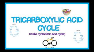 TRICARBOXYLIC ACID CYCLE KREBS CYCLE simplified [upl. by Redna]