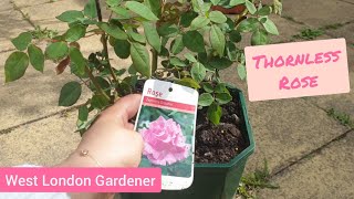 Planting Zephirine Drouhin  A Thornless Deep Pink Climbing Rose  UK [upl. by Edythe]