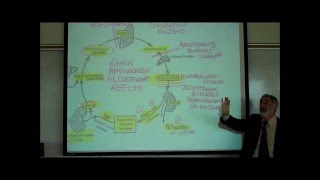 RENINANGIOTENSINALDOSTERONE REFLEX by Professor Finkwmv [upl. by Jepum683]