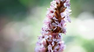 Himalayan Border JewelFleecflower Persicaria affinis [upl. by Yatnuahs]