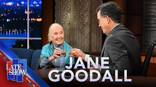 Jane Goodall On Voting To Save The Planet And Why Male Politicians Are Like Chimpanzees [upl. by Gninnahc766]