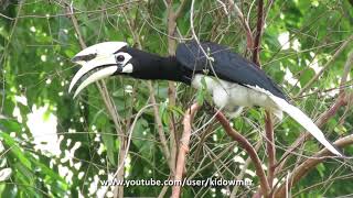 Bird Call ORIENTAL PIED HORNBILL [upl. by Latreshia]