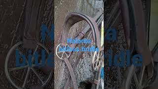 Nalanta bitless bridle review Amazing [upl. by Perni267]