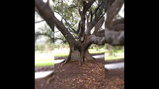 Forest walk in South Yarra Melbourne [upl. by Sidnak]