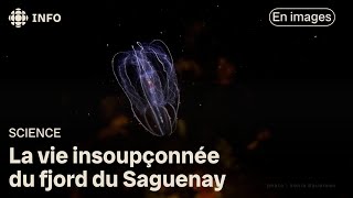 La vie insoupçonnée du fjord du Saguenay [upl. by Renrut]