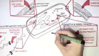 Microbiology  Antibiotics Mechanisms of Action [upl. by Artined934]