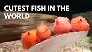 The Lumpfish Most Adorable Fish Ever With BuiltIn Suction Cup [upl. by Aicinad]