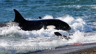 DANZA DE ORCAS en Punta Norte  Chubut [upl. by Eceinert302]