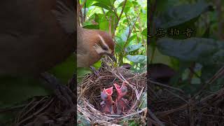 Whitecheeked Laughingthrush raising chicks [upl. by Ezana]