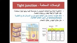 الروابط بين الخلوية مفاصل الخلايا Intercellular junctions [upl. by Hickey496]