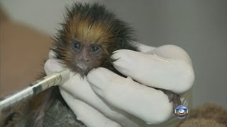 Monkey in Brazil fed with human breast milk [upl. by Manley237]