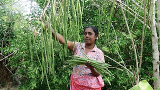 moringa  I make some delicious dishes using drumsticks for breakfast village kitchen recipe [upl. by Tedder]