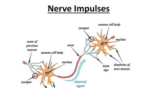 Synapse Propagation Of Impulse biology biologyclass12 [upl. by Asira694]