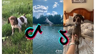 😍 Cutest German Shorthaired Pointer😂 Funny and Cute German Pointers Puppies and Dogs Videos [upl. by Aneerahs708]