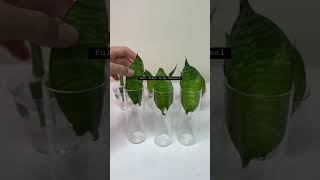 Growing and Propagating of Snake Plant in Water [upl. by Siblee]