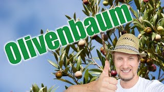 Olivenbaum umtopfen pflegen amp überwintern [upl. by Elocyn]