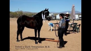 Missouri Foxtrotter Breed Show 2018 Miller Ranch [upl. by Rollie]