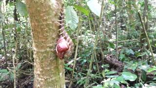 Panay Giant Centipede Scolopendra cf subcrustalis [upl. by Nairam]