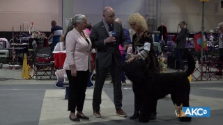 2019 Raleigh Kennel Club Dog Show [upl. by Rosecan]