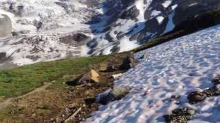 Hoary Marmot Mt Rainier Camp Muir [upl. by Poyssick]