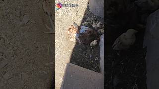 Gallinas dust bath [upl. by Eelimaj]