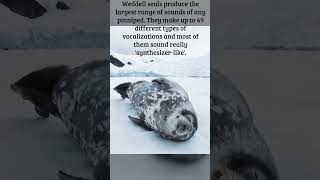 Adorable Seal Sounds While Napping wildlife animals seal [upl. by Lynelle]