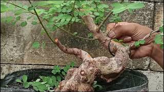 update bahan bonsai ileng ileng [upl. by Nylynnej]