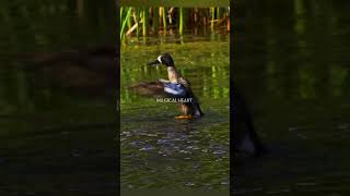 Blue winged Teal swimming in a pond  blue winged teal duck [upl. by Ledeen754]