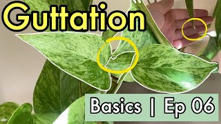 Plant Basics  Episode 06  Guttation [upl. by Etnovaj]