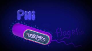 Organelles of a Prokaryotic cell [upl. by Ledniahs]