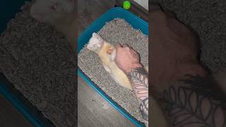 Another Love 🐹 frettchen pets haustiere ferret [upl. by Pero]