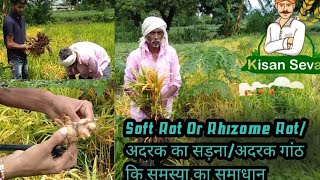 अदरक सडनविगलन आने से पहले रोकने के उपाय Ginger fungal disease of Rhizome rot soft rot control [upl. by Aisenet990]