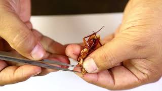 Cockroach Mouthparts Dessection  আরশোলার মুখোপাঙ্গ ব্যবচ্ছেদ   Biology Practical [upl. by Winona]