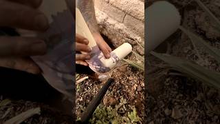 Update 2” PVC Water Main Repair with Schedule 80 Pipe  Quick Plumbing Fix asmr shorts ytshorts [upl. by Ardnuhsed137]