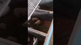 Guinea Pig Farm New Setup guineapig [upl. by Eerahc579]